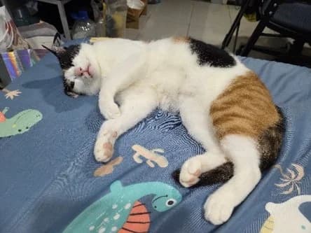 新北 侯小姐