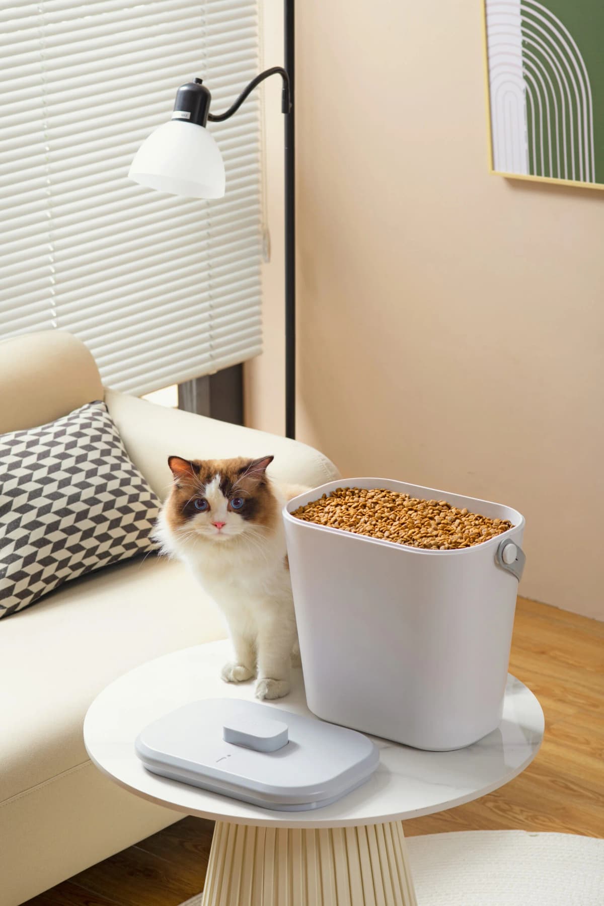 貓咪飼養指南|打造毛孩安心生活的每一步